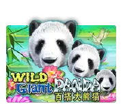 Wild Giant Panda